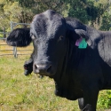 Black Brangus Bull - rising 3