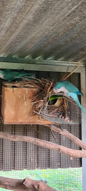Blue Quaker Parrot