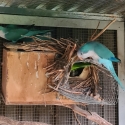 Blue Quaker Parrot