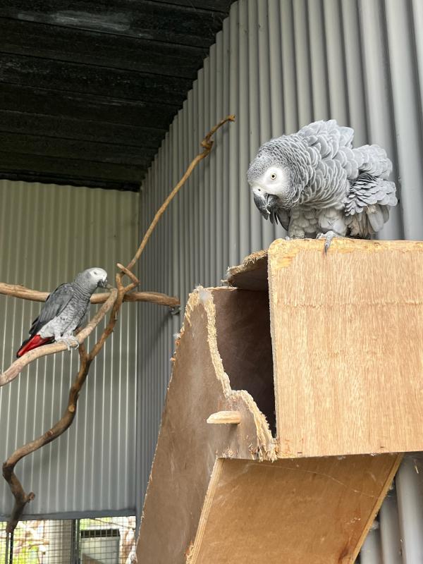 Severes macaw Hen