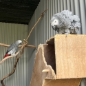 Severes macaw Hen