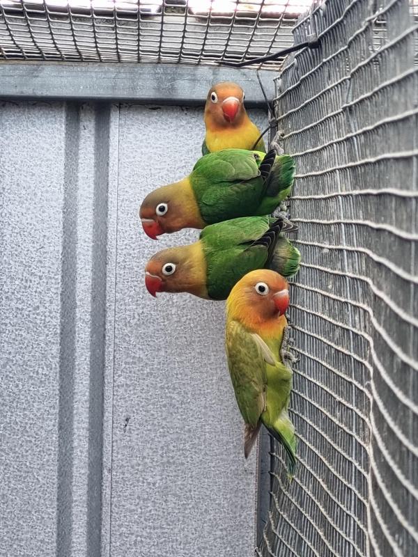 Masked Fischer Lovebirds