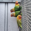 Masked Fischer Lovebirds