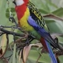 Birds wanted Dandenong sale