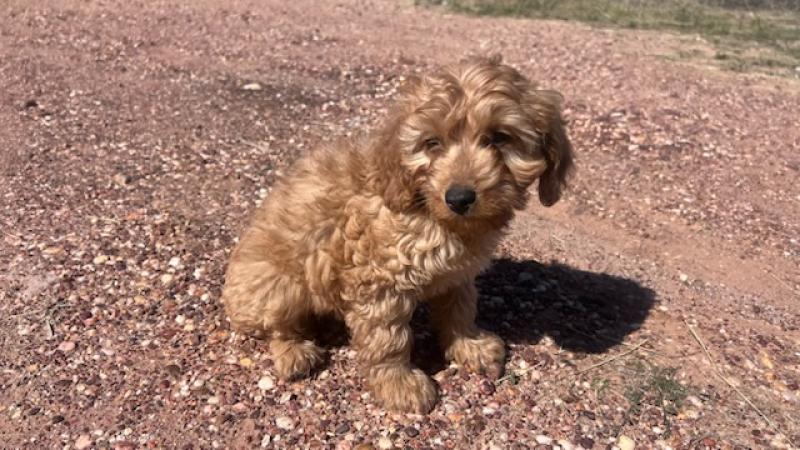 Cute Cavoodle Boys