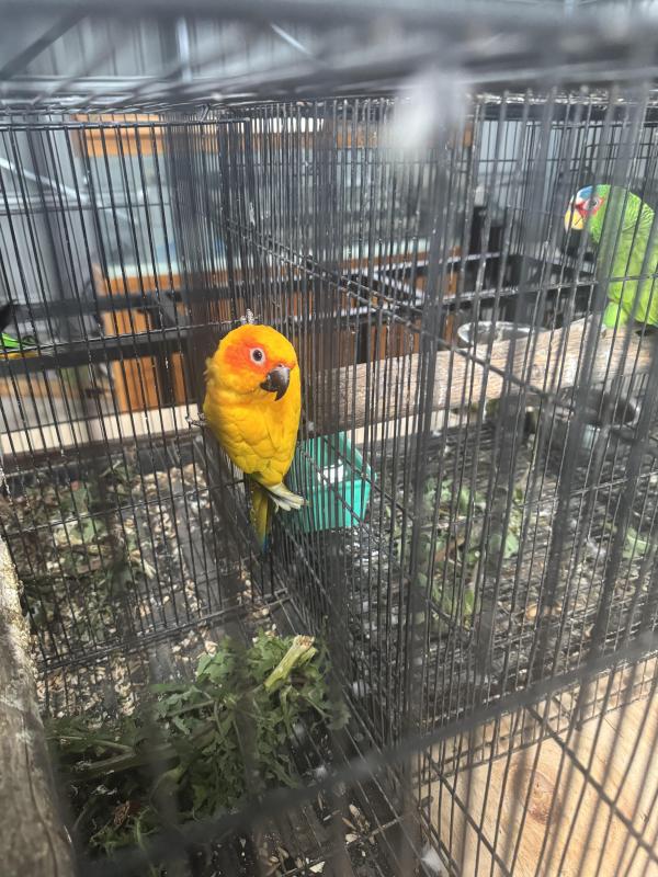 Mature male white fronted Amazon & Pied hen sun conure