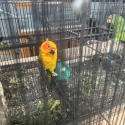 Mature male white fronted Amazon & Pied hen sun conure