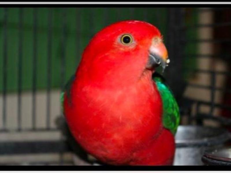 Wanted old female king parrot