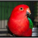 Wanted old female king parrot