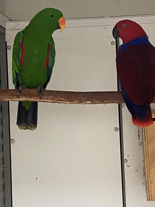 Eclectus parrots