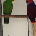 Eclectus parrots