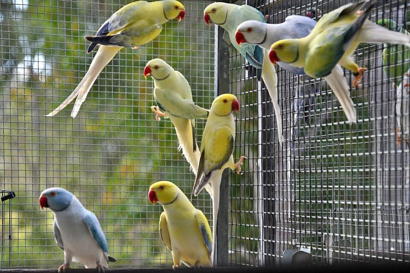 Opaline Cleartails beautiful Ringnecks