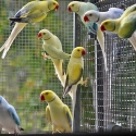 Opaline Cleartails beautiful Ringnecks