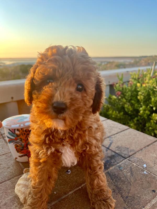 Stunning Toy Cavoodles DNA clear