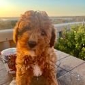 Stunning Toy Cavoodles DNA clear