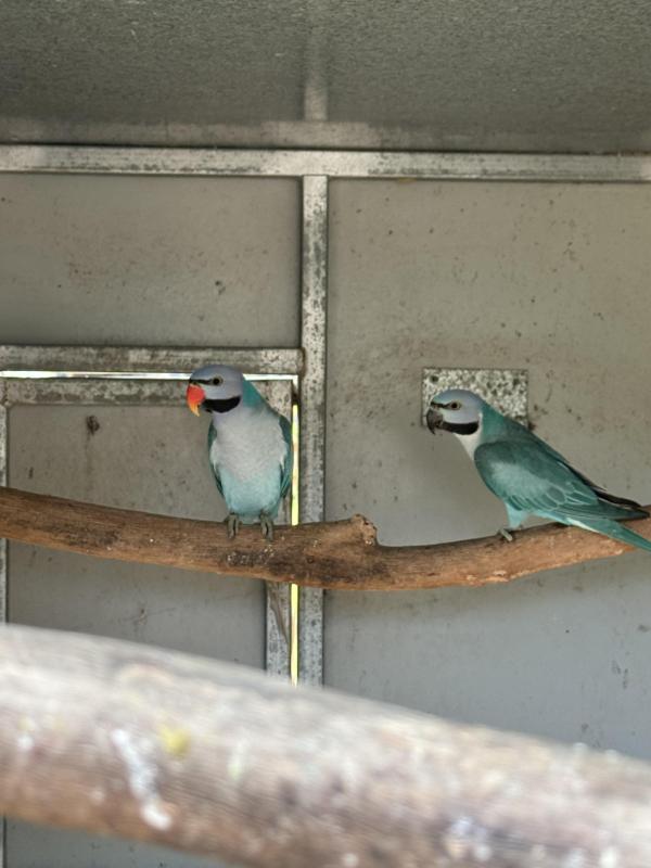 Blue moustache parrot pair