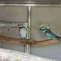 Blue moustache parrot pair