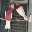 WA Lutino Galahs