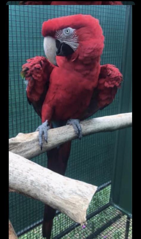 Ready to Breed Goliath Greenwings Macaws