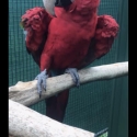 Ready to Breed Goliath Greenwings Macaws