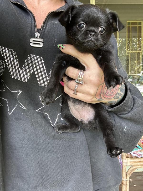 Griffin x female puppies ready on 24tg August
