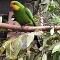 Superb parrots for sale