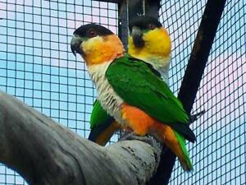 Wanted Breeding Pair Blackhead Caiques