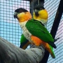 Wanted Breeding Pair B/H Caiques