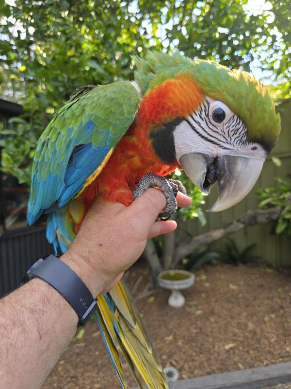 Macaws/Greys