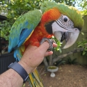 Macaws/Greys