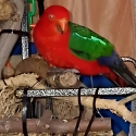 Wanted king parrot female old