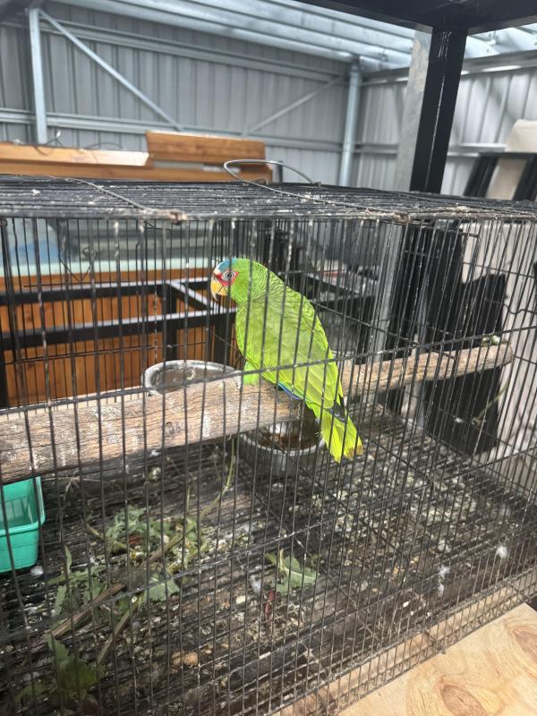 Mature male white fronted Amazon