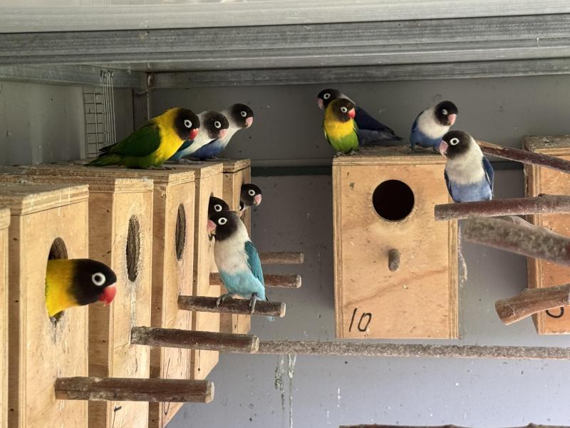 Reluctant Sale, Mature Quality Birds