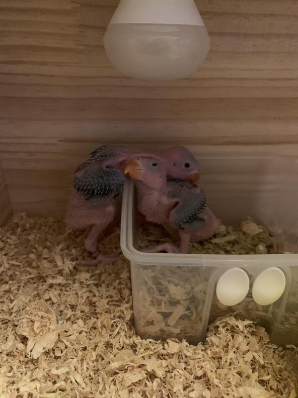 Indian ringneck opaline cleartail chicks for hand raising