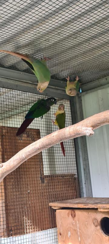 Green Cheek Conure