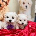 Maltese puppies registered breeder