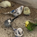 Show Budgies
