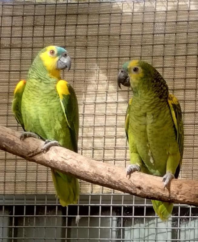 Bluefront Amazon Hens 2 Available