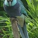 Lutino Red-Capped Parrot