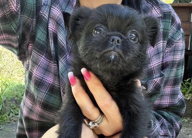 Griffon x female puppies ready next weekend