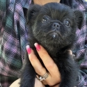 Griffon x female puppies ready next weekend
