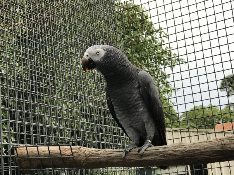 Timneh Grey Cockbird.