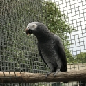 Timneh Grey Cockbird.