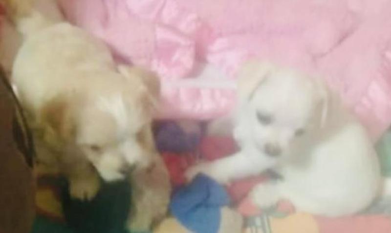 Malchies registered breeder of tiny dogs
