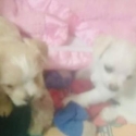 Malchies  registered breeder of tiny dogs