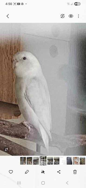 Mature breeding pair Parrotlets last pair
