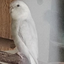 Mature breeding pair Parrotlets last pair