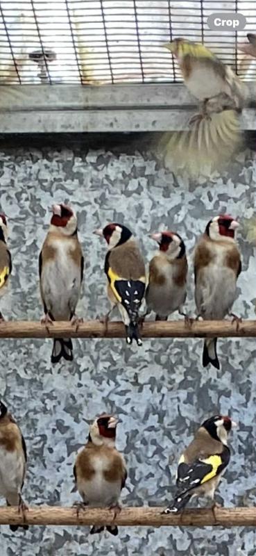 goldfinch finchs