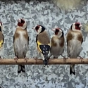 goldfinch finchs