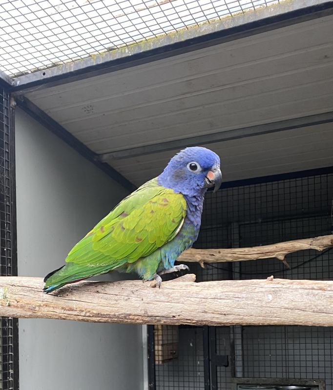 Proven male Blue head Pionus
